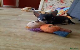 Chihuahua dogs for sale: Lovely chihuahua puppies! - Image 18