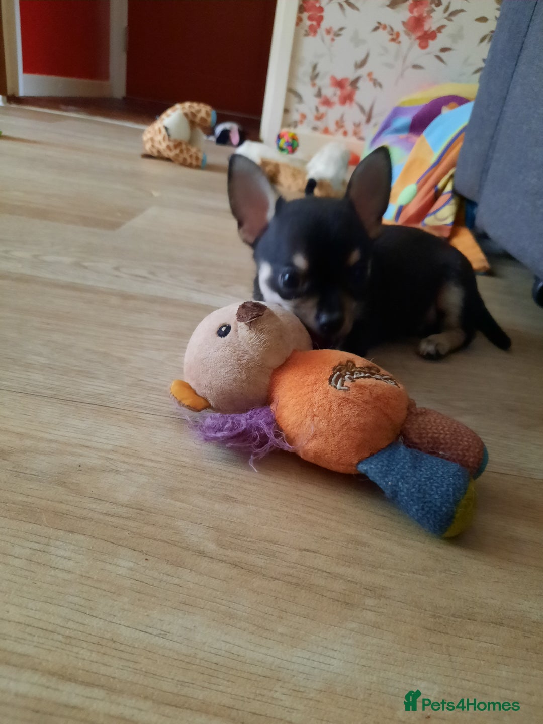 Chihuahua dogs for sale: Lovely chihuahua puppies! - Image 18