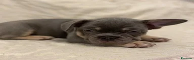 French Bulldog Puppy 4