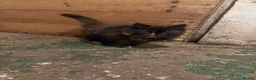 Mixed Breed cats for sale: 2 kittens looking for forever home - Advert 3