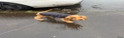 Cocker Spaniel dogs for sale: 8 month, Male cocker spaniel  in Bellshill - Advert 3