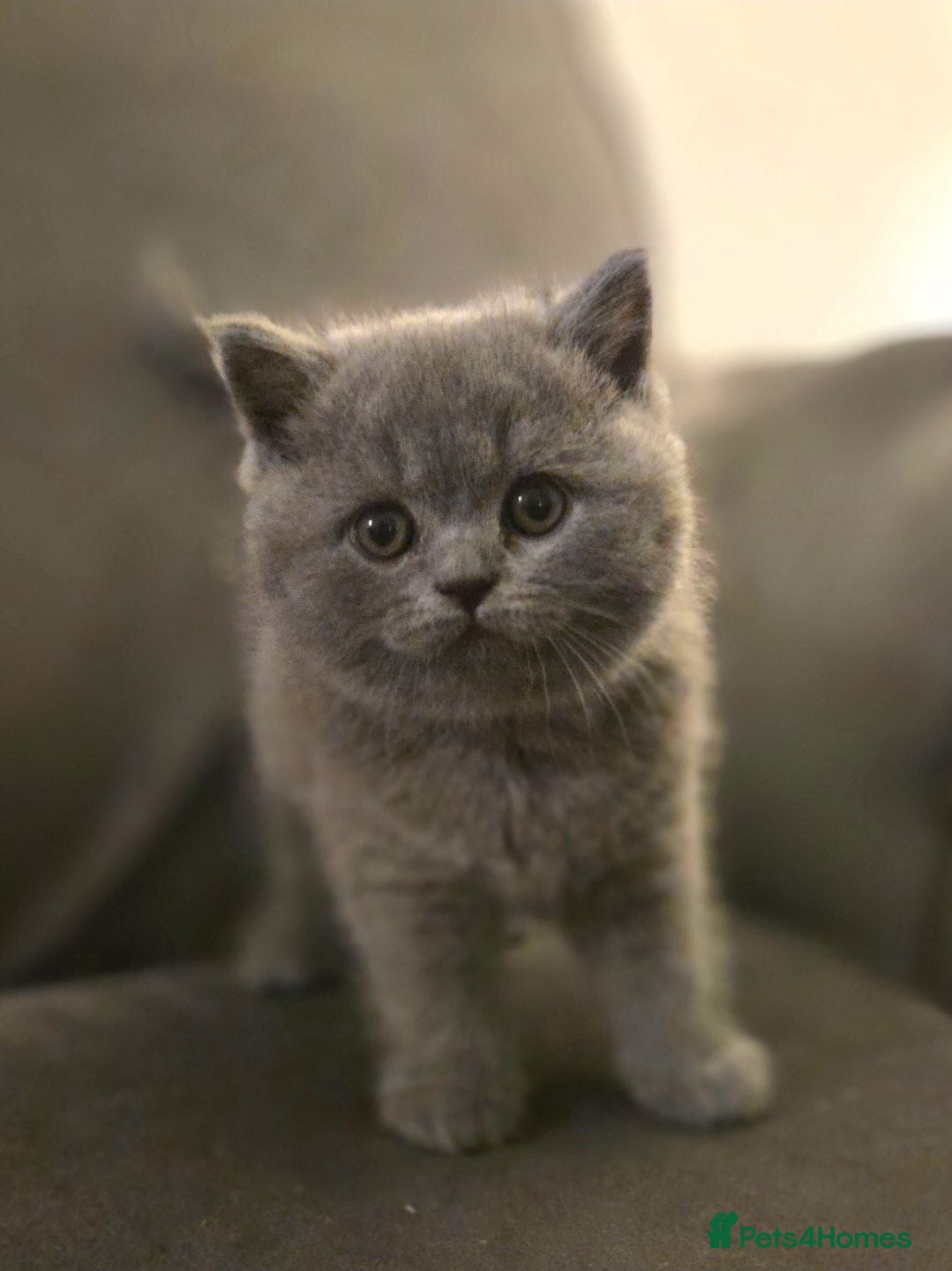 British Shorthair cats Blue British shorthair gccf registered  - Advert 2