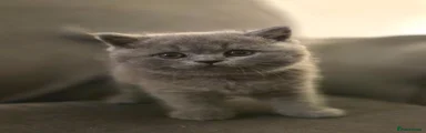 British Shorthair blue collar 