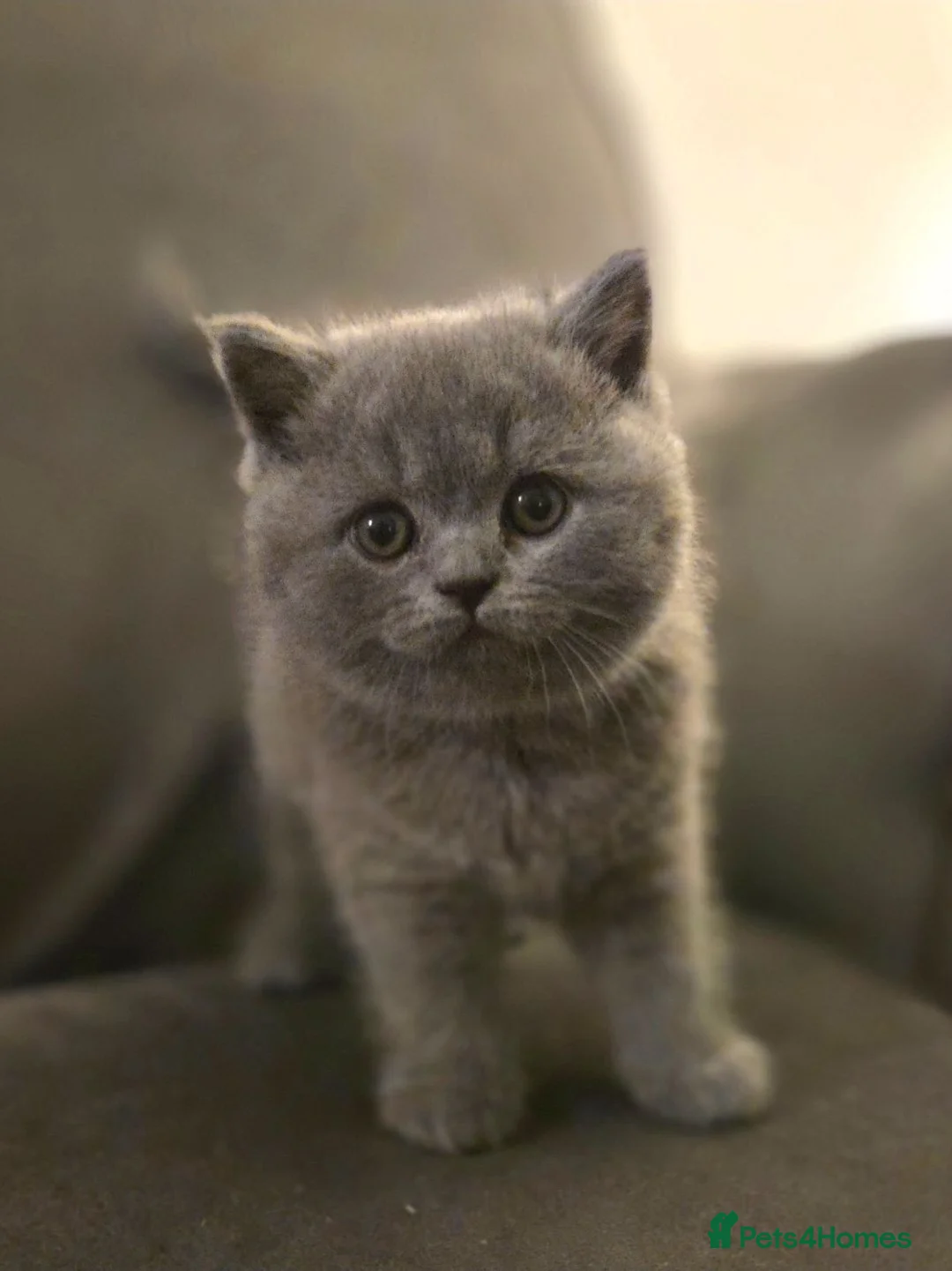 British Shorthair cats for sale: Blue British shorthair gccf registered  - Advert 1