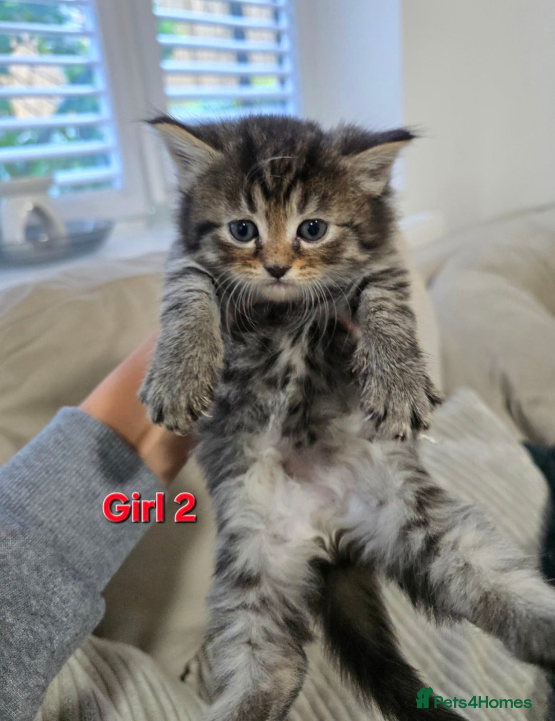 Mixed Breed cats for sale: Fluffy Kittens - Image 5