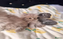 British Longhair cats for sale: British long hair kittens - Image 7