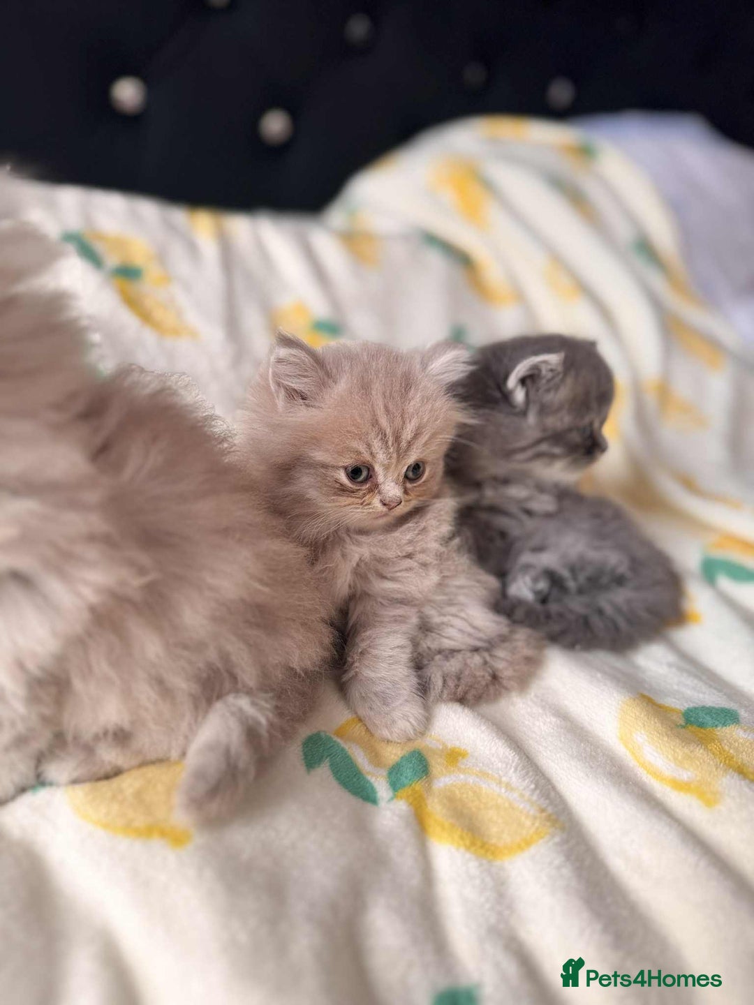 British Longhair cats for sale: British long hair kittens - Image 7