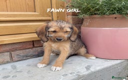 Mixed Breed dogs for sale: 🤎 BABY POOGLES (beagleXminiature poodle)🤎 in Rhayader - Image 12