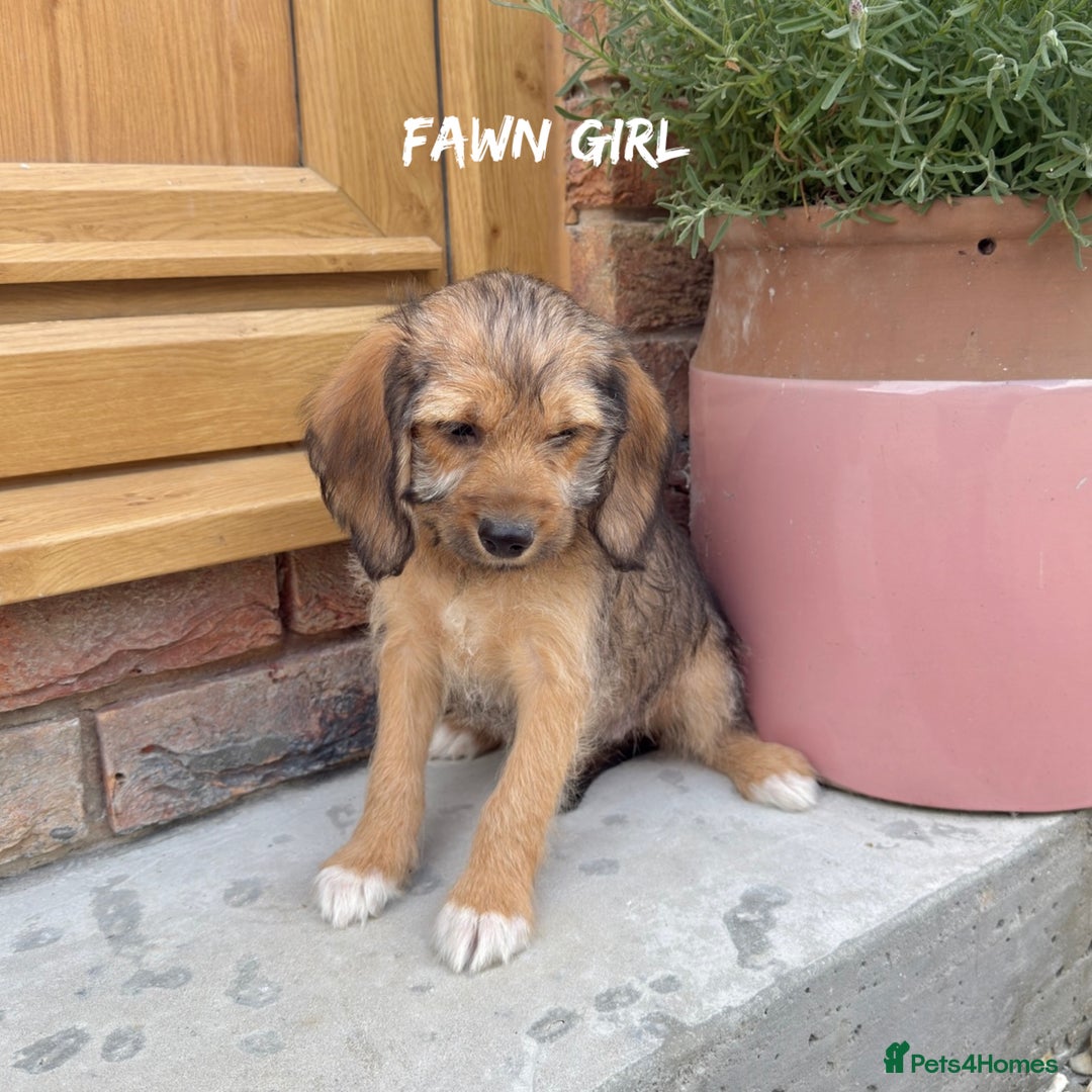 Mixed Breed dogs for sale: 🤎 BABY POOGLES (beagleXminiature poodle)🤎 in Rhayader - Image 12