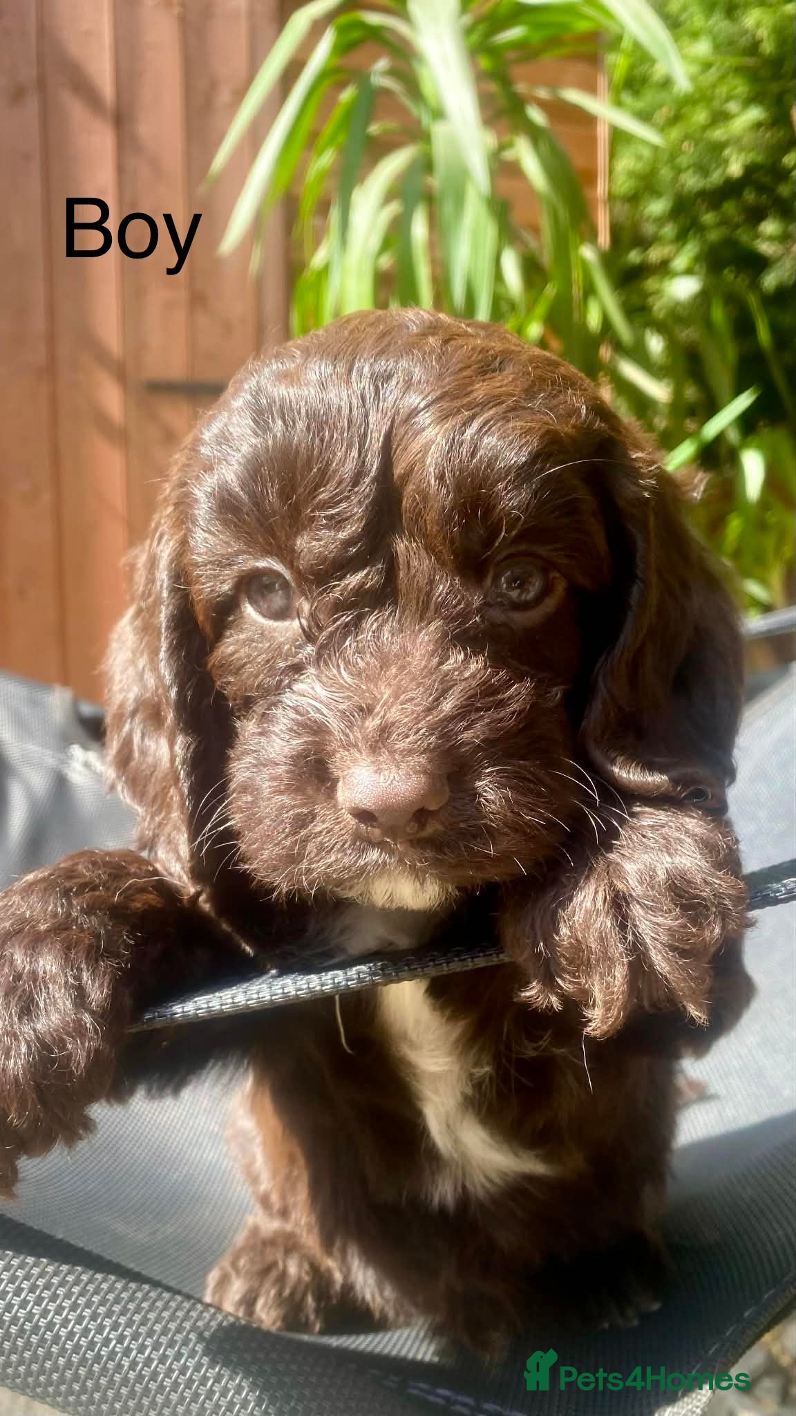 Sproodle dogs 🐶💕Adorable Sprockerpoo Puppies🐶💕 - Advert 1