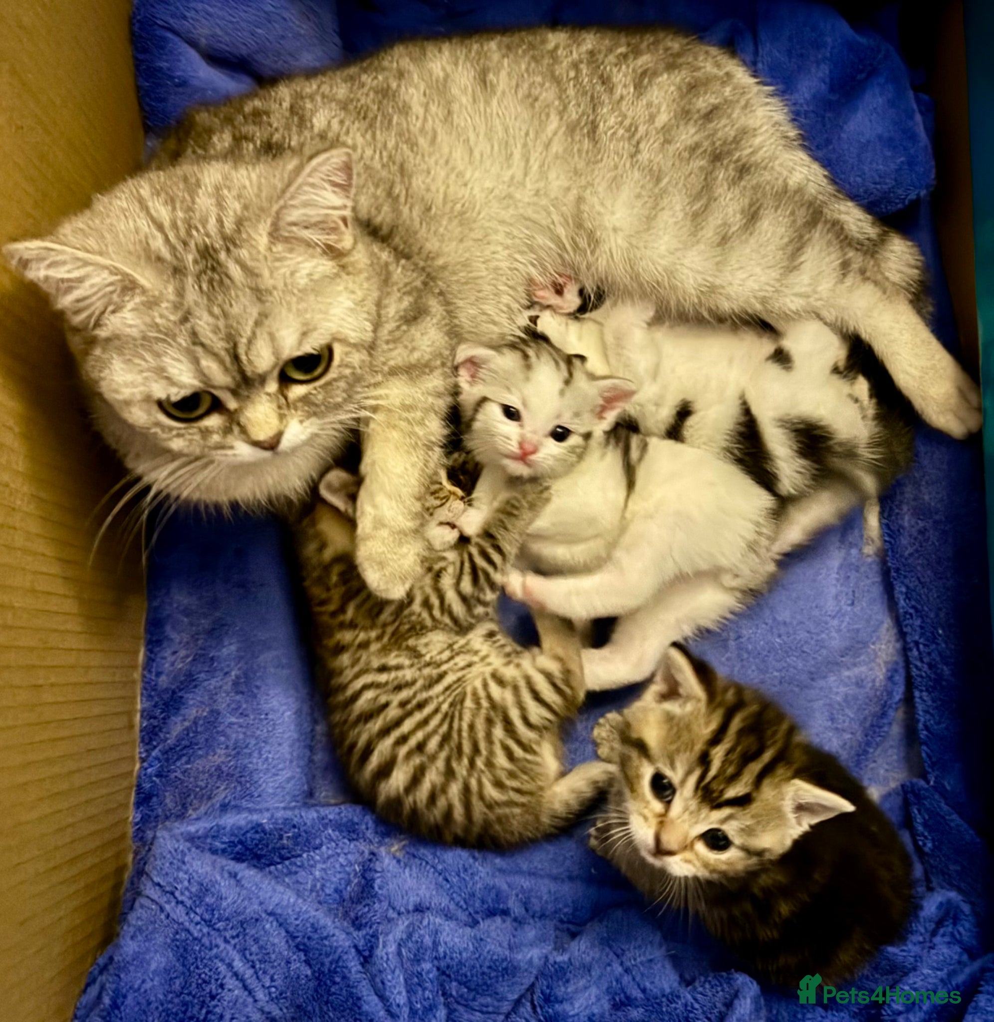 British Shorthair cats British Shorthair kittens - Advert 6