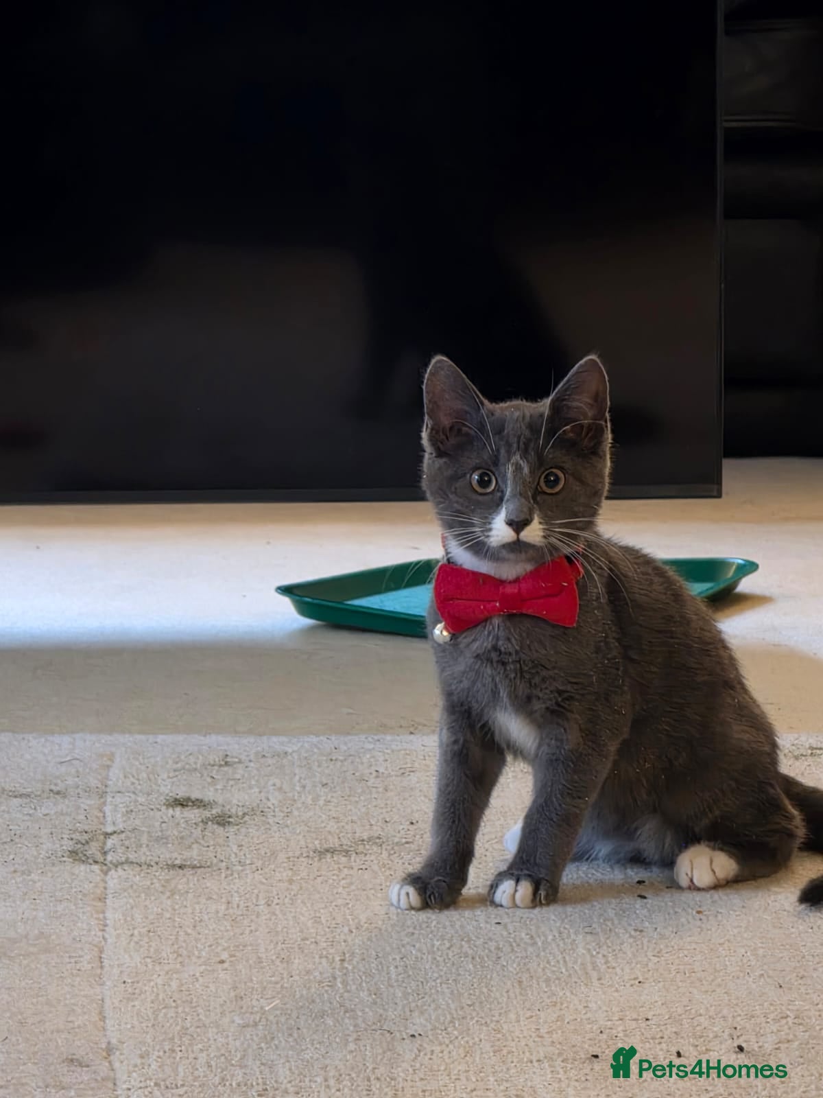 Mixed Breed cats Young Cat/Kitten - Advert 7