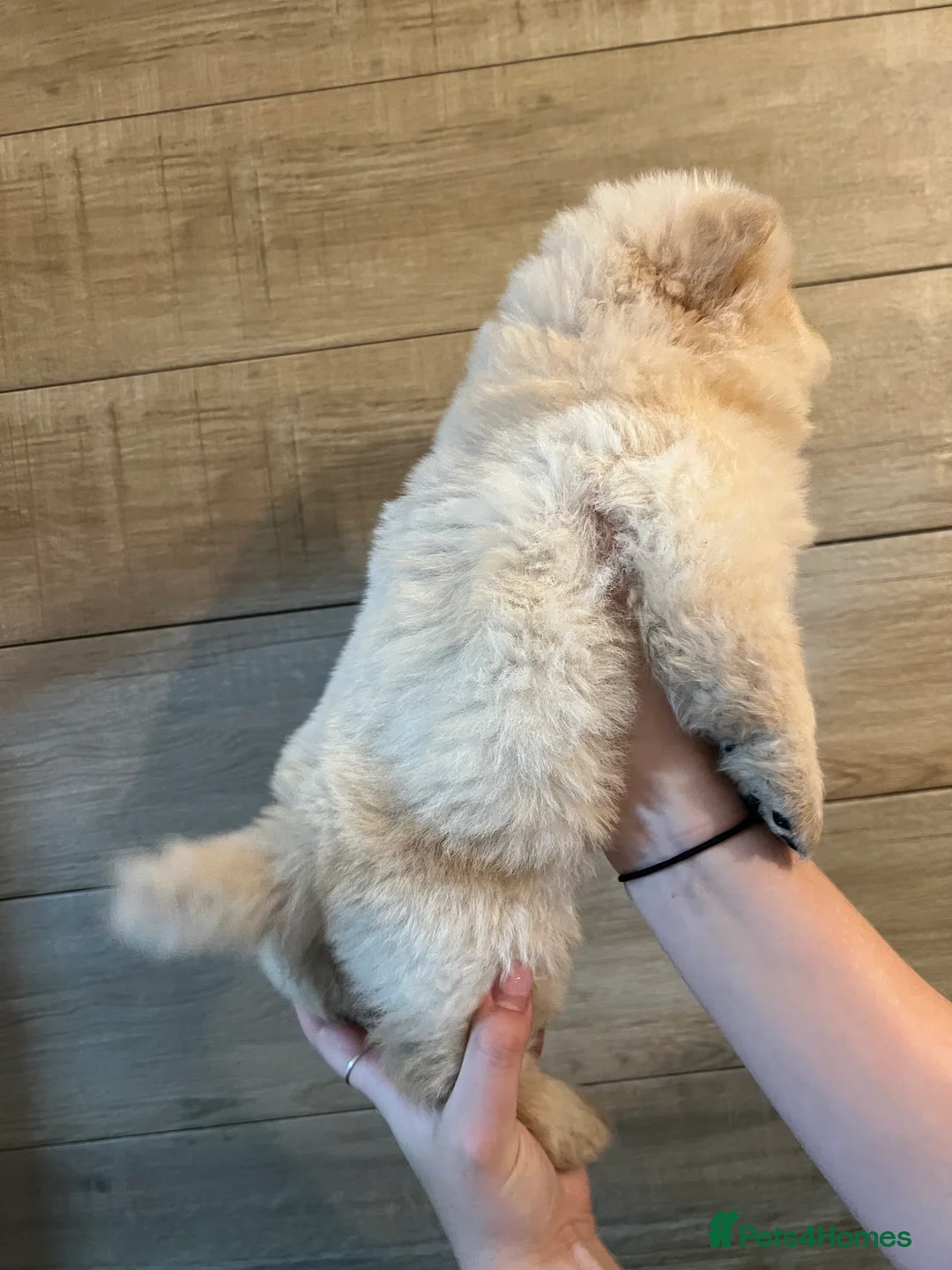 Chow Chow dogs for sale: KC Registered Chow Pups– (Champion Blood Lines) - Advert 18