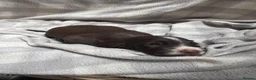 Sprocker dogs for sale: Sprocker puppies  in Dalry - Advert 9