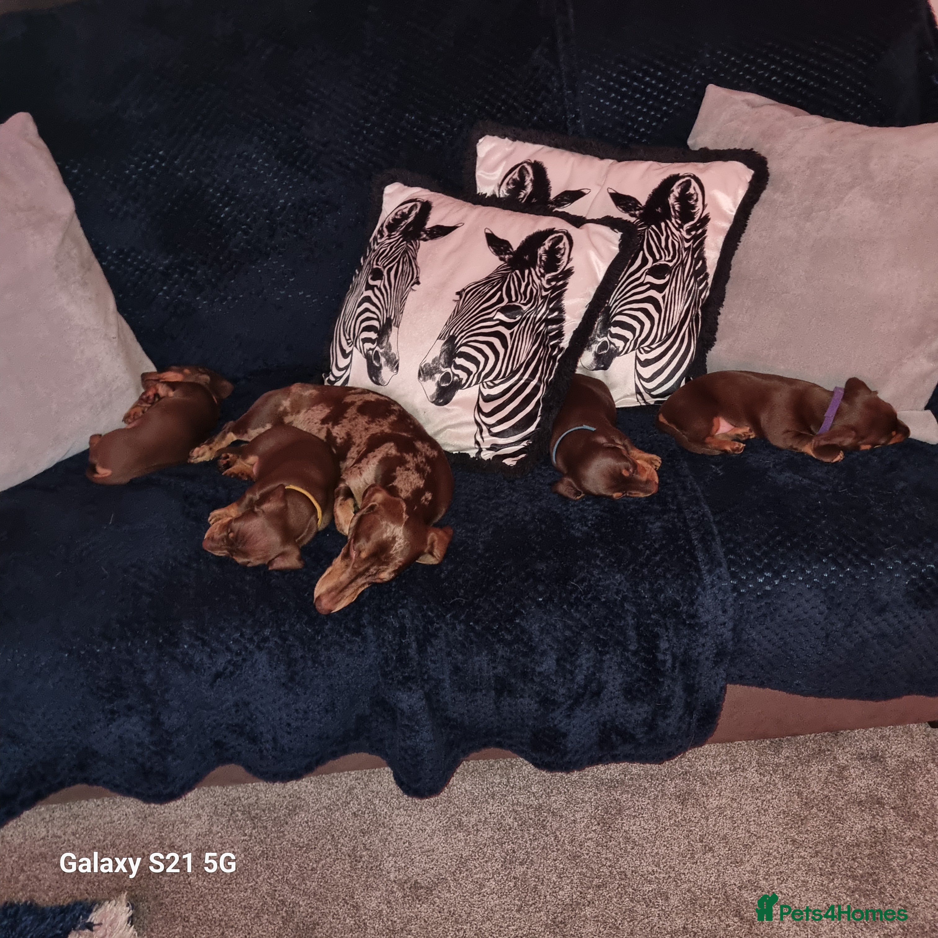 Dachshund dogs Chocolate and tan miniature dachshunds  - Advert 16