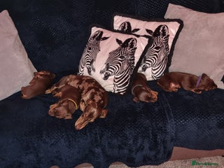 Dachshund dogs Chocolate and tan miniature dachshunds - Advert 1
