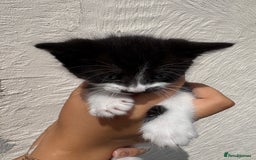 Mixed Breed cats for sale: 4 Kittens  - Image 15