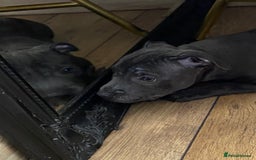Staffordshire Bull Terrier dogs for sale: 🐾Reduced♥️World Famous Samtan Dozer & C in Swansea - Image 25