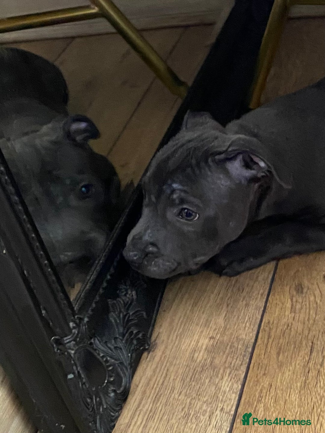 Staffordshire Bull Terrier dogs for sale: 🐾Reduced♥️World Famous Samtan Dozer & C in Swansea - Image 25