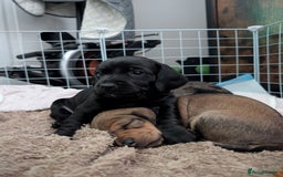 Dachshund dogs for sale: Beautiful Dachshund puppies  - Image 7