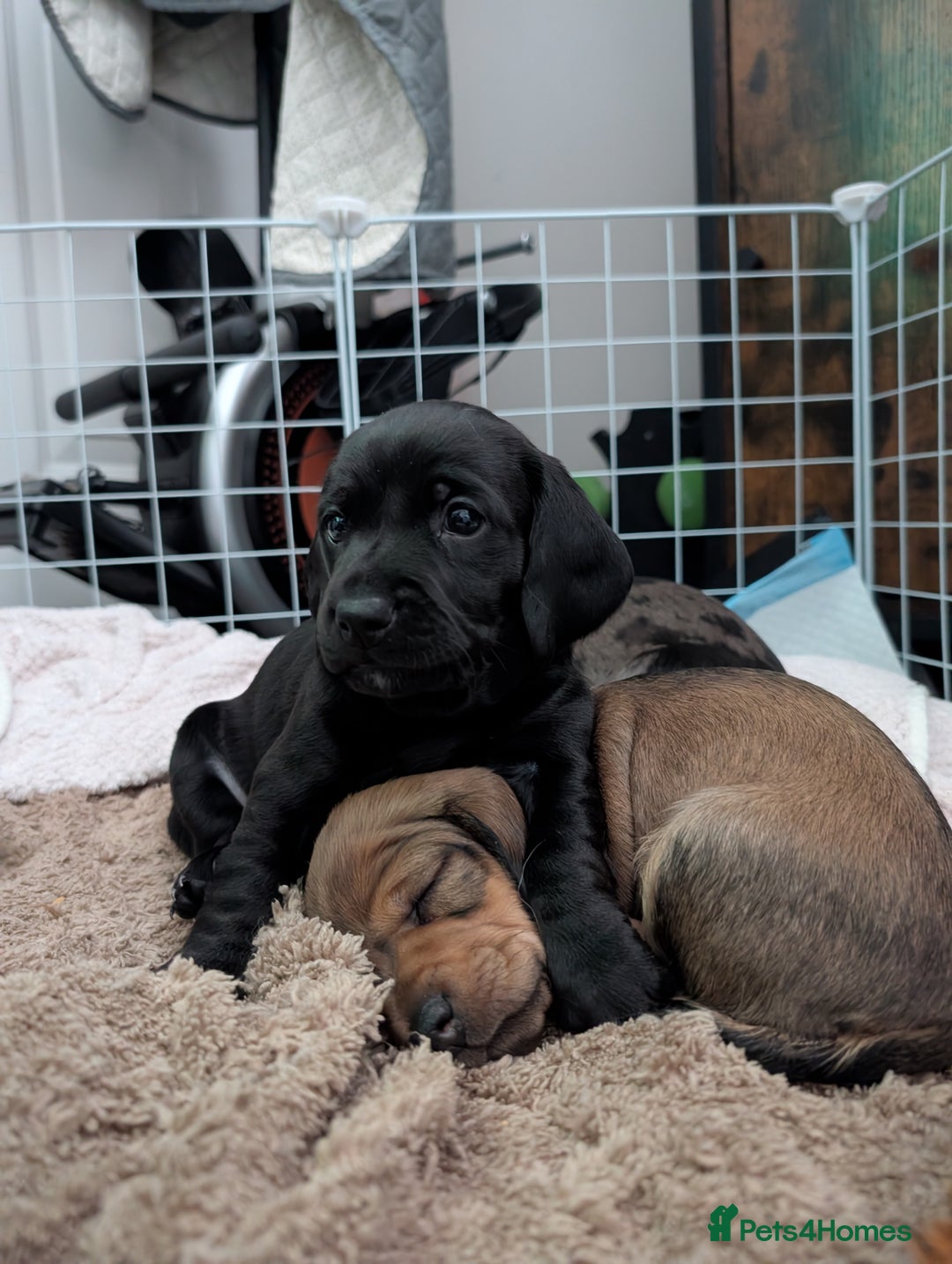 Dachshund dogs for sale: Beautiful Dachshund puppies  - Image 7