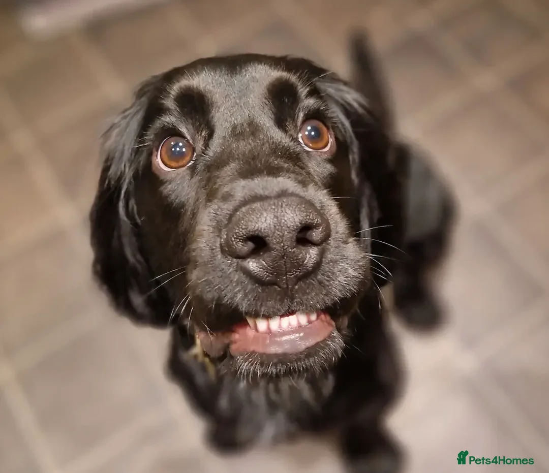 Cocker Spaniel dogs for sale: 4 year old male cocker spaniel for re home  - Advert 2