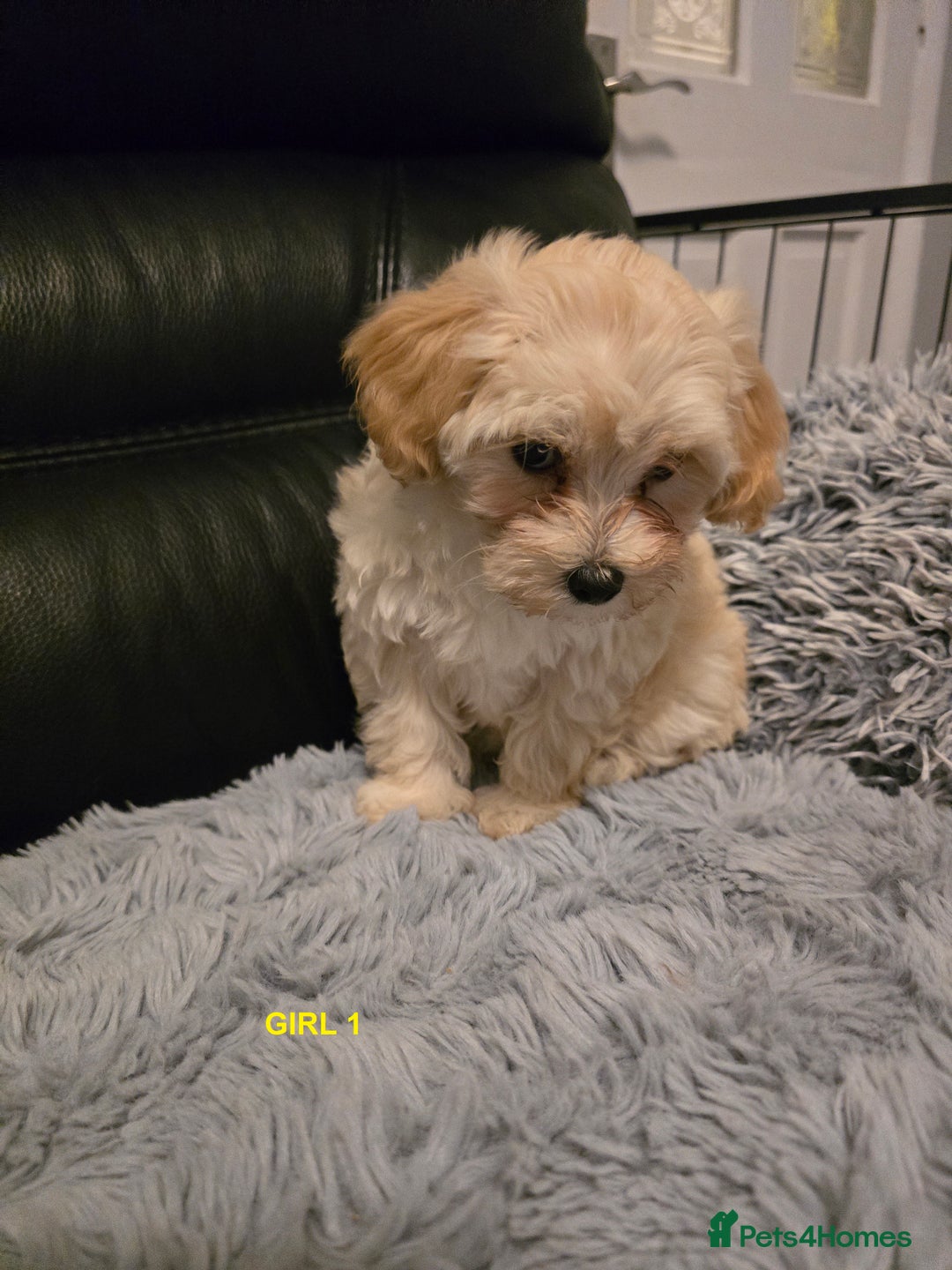 Maltipoo dogs for sale: MALTIPOO PUPPIES FOR SALE - Image 12