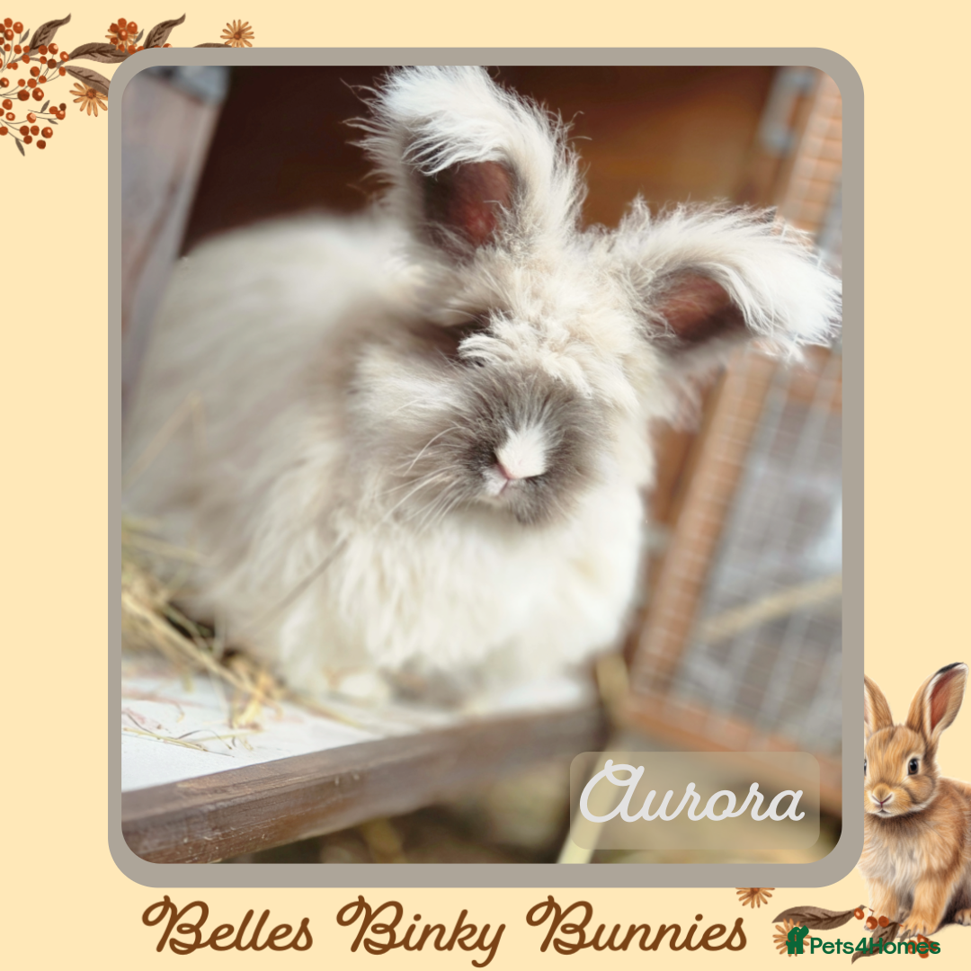 Angora rabbits for sale: 🧡 Proven Angora Doe 13mths old 🧡 - Advert 1