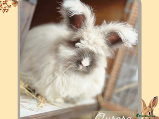 Angora rabbits 🧡 Proven Angora Doe 13mths old 🧡 - Advert 3