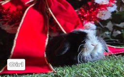 Mini Lop rabbits for sale: Pure mini lop babies  - Advert 13