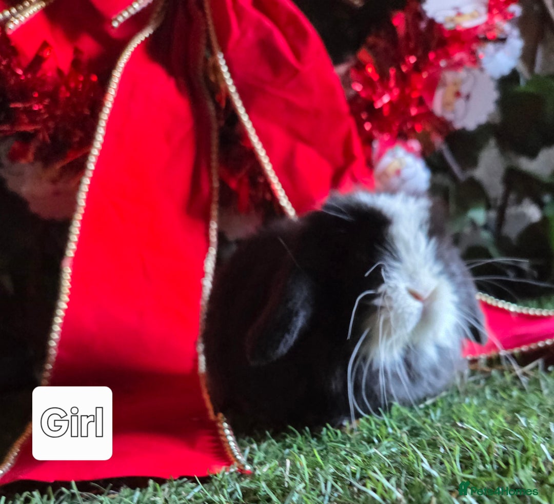 Mini Lop rabbits for sale: Pure mini lop babies  - Advert 13