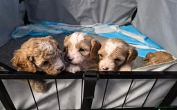 Cavapoo dogs for sale: Beautiful healthy cavapoo puppies - Image 8