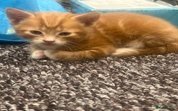 Mixed Breed cats for sale: Sweet ginger girls  - Image 4