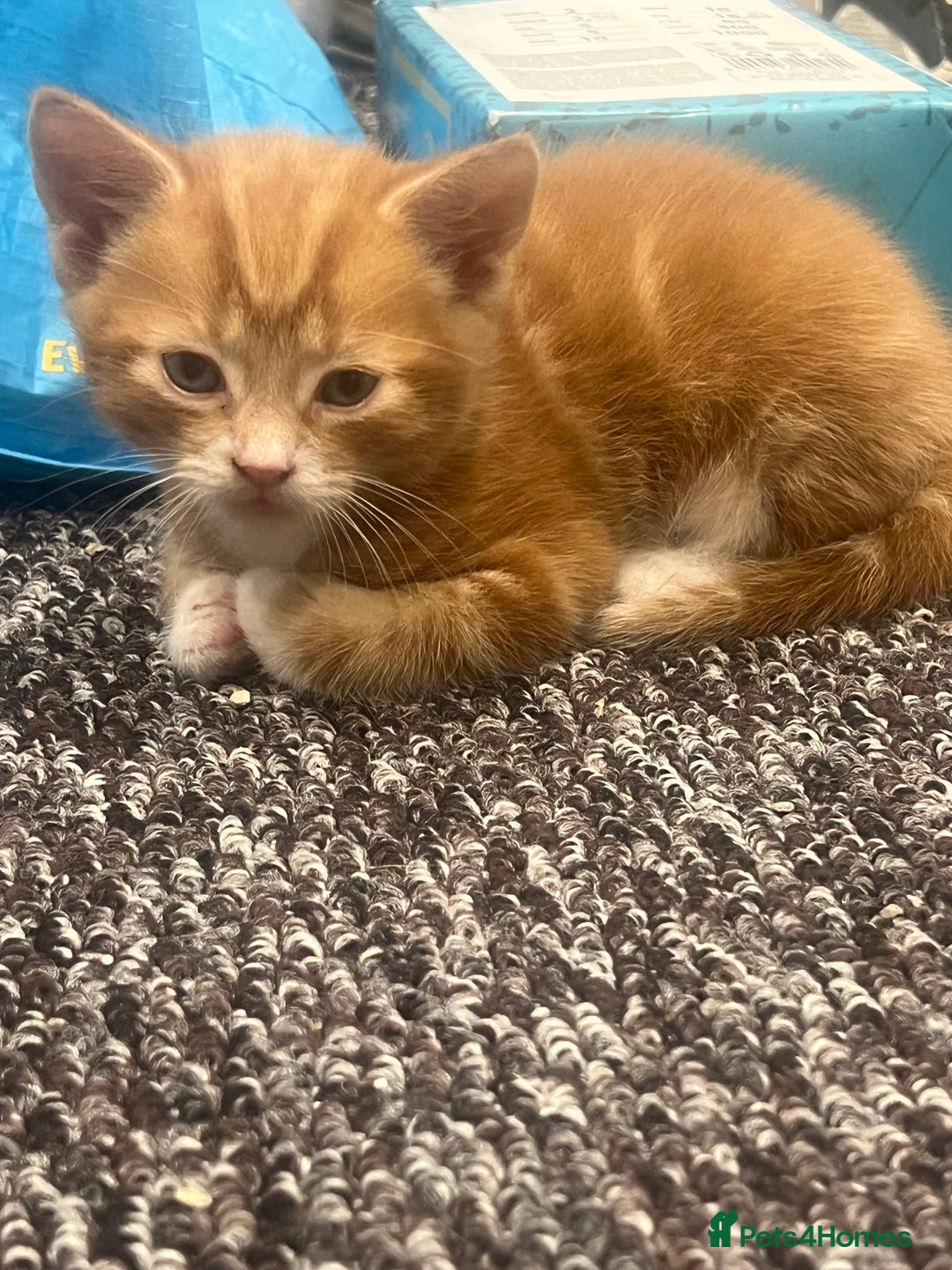 Mixed Breed cats for sale: Sweet ginger girls  - Image 4