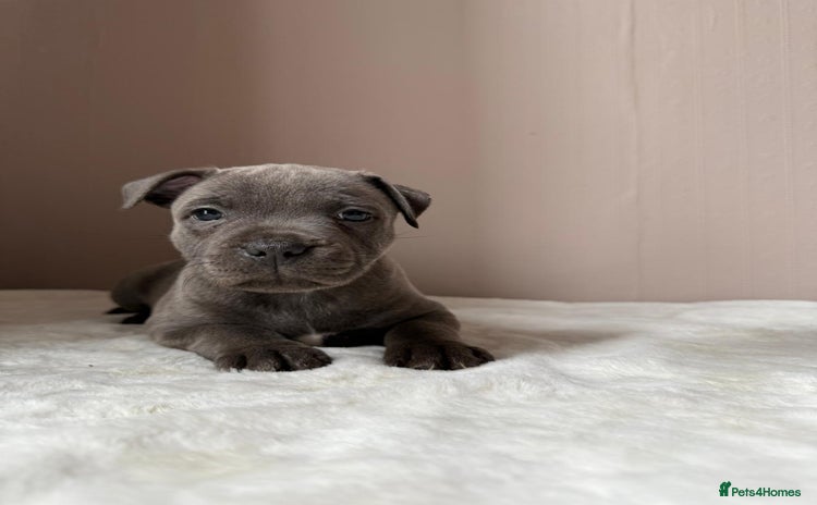 Staffordshire Bull Terrier dogs - Advert 6