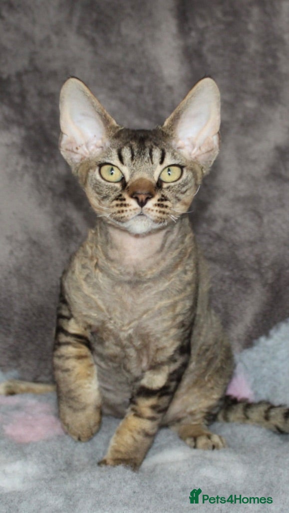 Devon Rex cats  GCCF Champion sired kittens ready now! - Advert 2