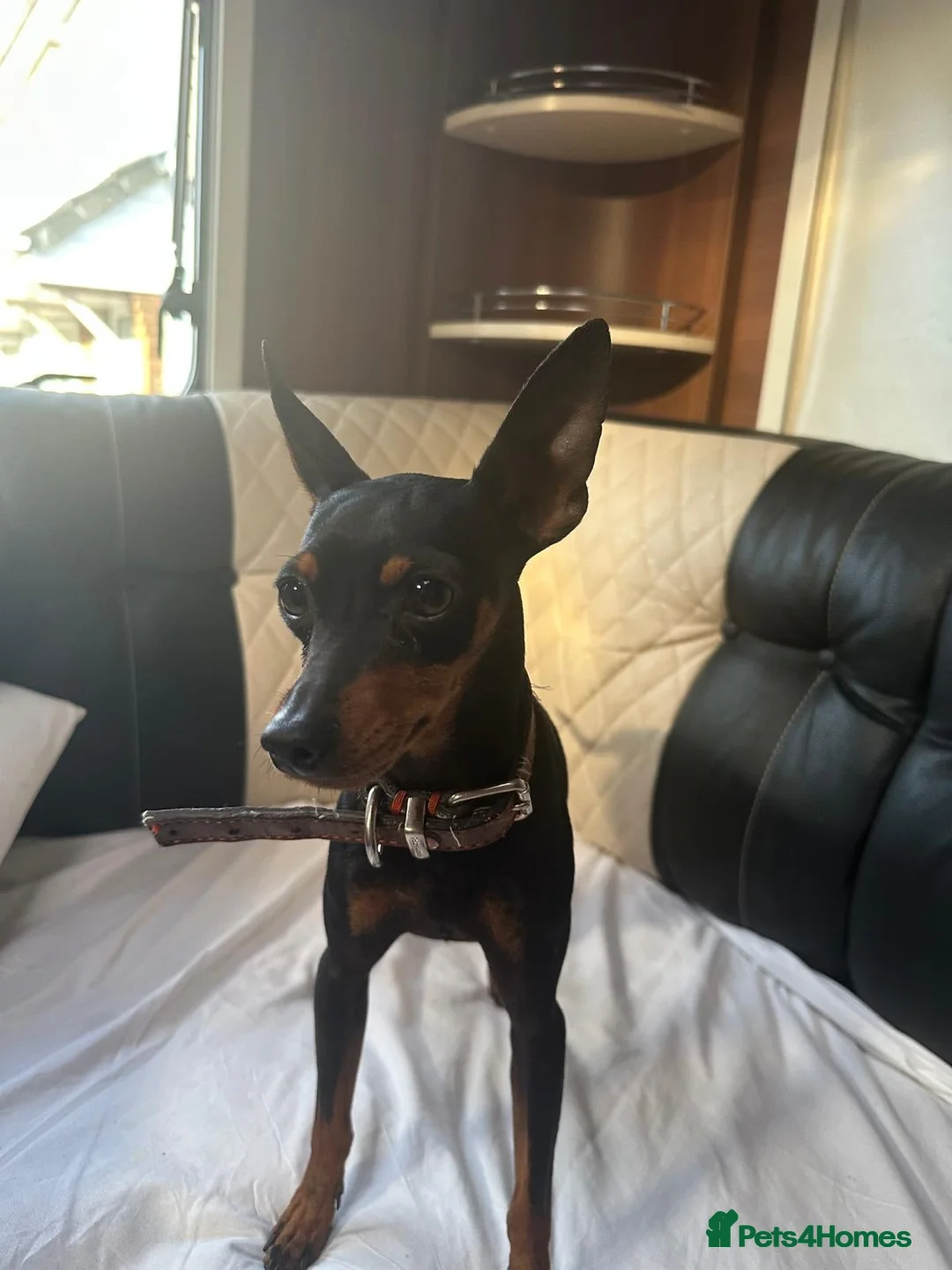 Miniature Pinscher dogs for sale: 5 beautiful pinscher babies  - Advert 2