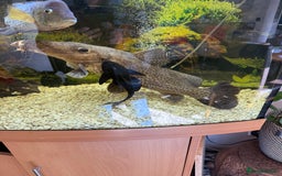 Catfish fish for sale: Giraffe catfish - Image 2