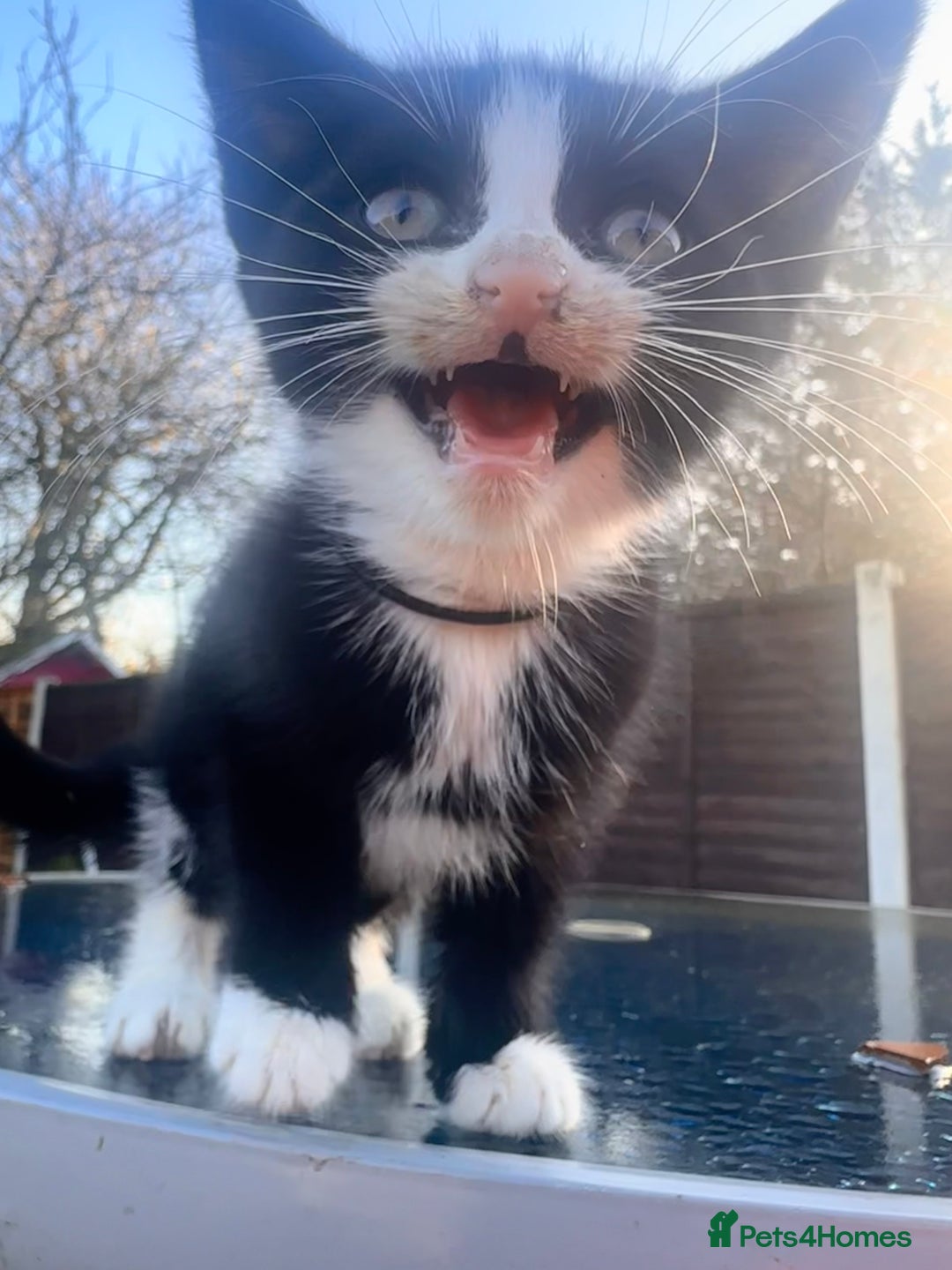 Mixed Breed cats for sale: Hybrid-Breed Kittens Available – Raised With Love - Advert 12