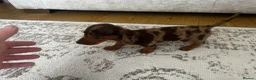 Miniature Dachshund dogs for sale: Miniature smooth haired Dachshund  in Tredegar - Advert 29