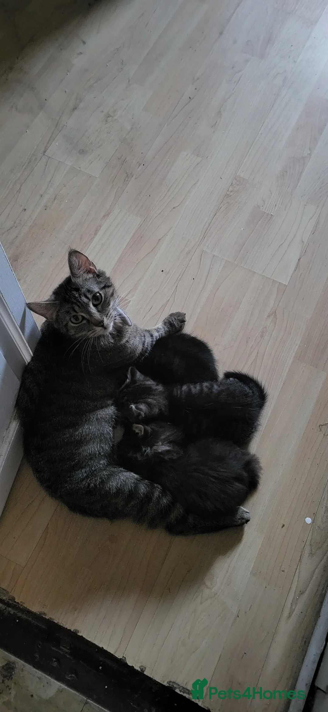 Domestic Shorthair cats for sale: Female - Advert 2