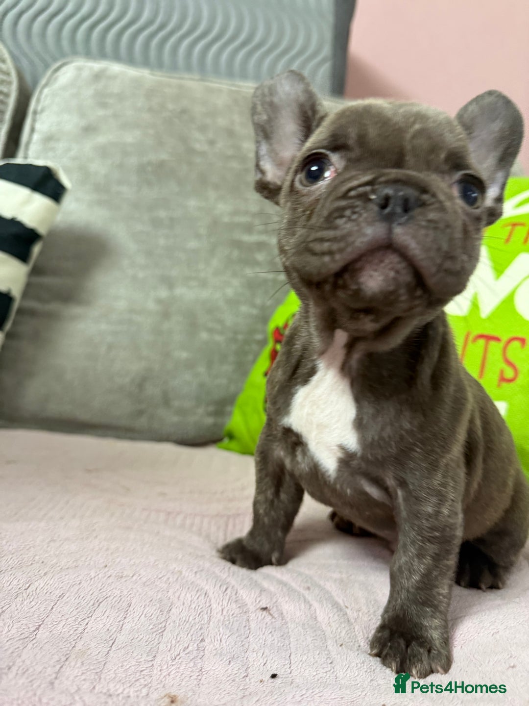 French Bulldog dogs for sale: 🐾 LAST PUPPY AVAILABLE –(Micro-Expected) – £900 - Advert 14