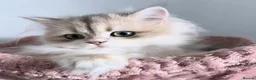 British Longhair cats for sale: Gorgeous Blue Golden British Shorthair  in Worksop - Advert 7