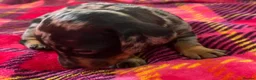 Miniature Dachshund dogs for sale: Lovely miniature dachshund pups  - Advert 9