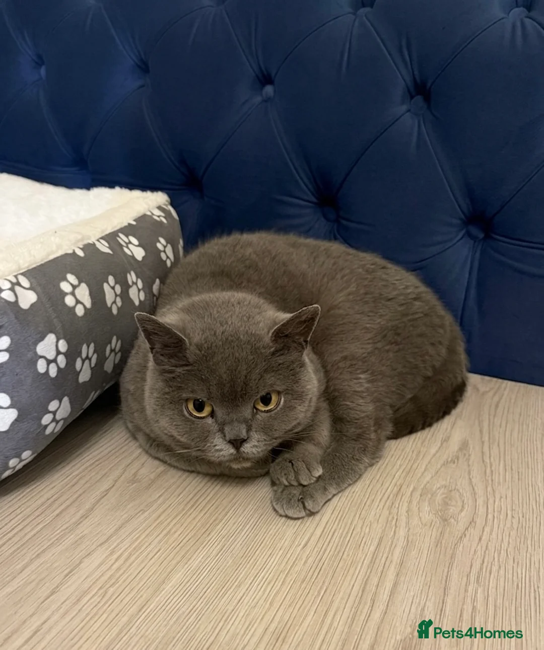 British Shorthair cats for sale: 7-months Stunning Grey British Shorthair in Stoke-on-Trent - Advert 1