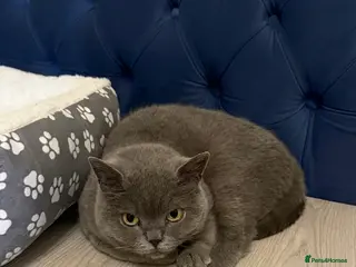 British Shorthair cats 7-months Stunning Grey British Shorthair - Advert 1