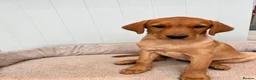 Labrador Retriever dogs for sale: Alan Jarvis Line Working Fox Red Labrador Puppies  - Advert 1