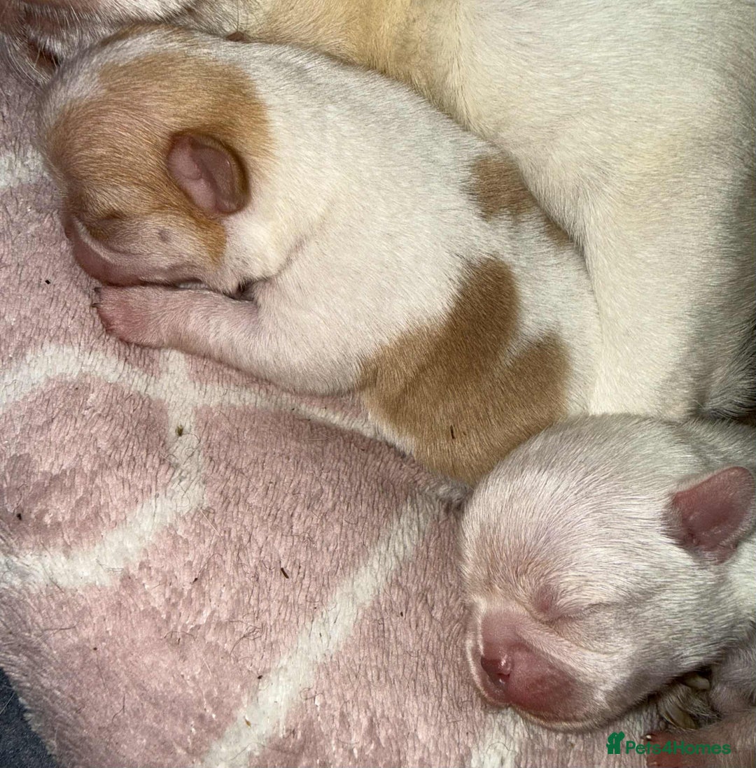 Chihuahua dogs for sale: Kc registered chihuahua pups  - Image 3