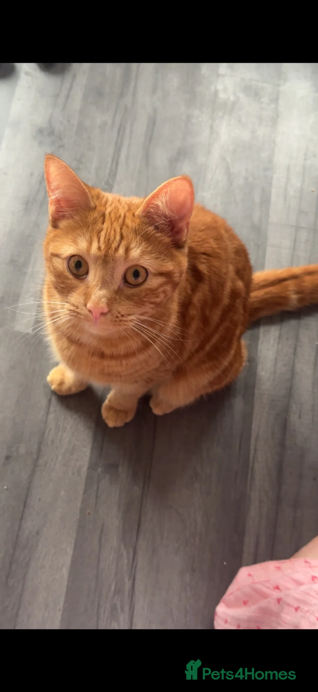 Mixed Breed cats for sale: Male cat  - Advert 3