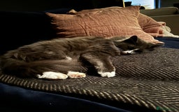 Russian Blue cats for sale: Beautiful Russian Blue 4 Year Old Cat - Image 8